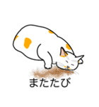 猫あるある（ぶち猫（白茶）／短毛）（個別スタンプ：25）