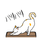猫あるある（ぶち猫（白茶）／短毛）（個別スタンプ：28）
