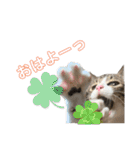 いたずらニャンコ（個別スタンプ：1）