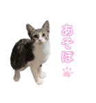 いたずらニャンコ（個別スタンプ：7）