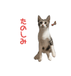 いたずらニャンコ（個別スタンプ：8）