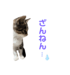 いたずらニャンコ（個別スタンプ：9）