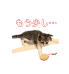 いたずらニャンコ（個別スタンプ：12）