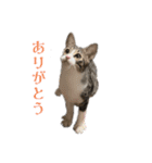 いたずらニャンコ（個別スタンプ：17）