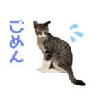 いたずらニャンコ（個別スタンプ：20）