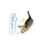 いたずらニャンコ（個別スタンプ：21）