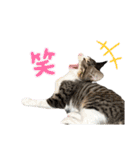 いたずらニャンコ（個別スタンプ：22）