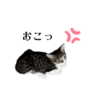 いたずらニャンコ（個別スタンプ：24）