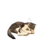 いたずらニャンコ（個別スタンプ：28）