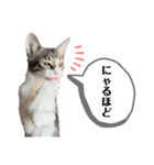 いたずらニャンコ（個別スタンプ：34）