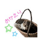 いたずらニャンコ（個別スタンプ：35）