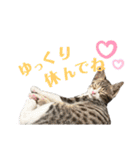 いたずらニャンコ（個別スタンプ：36）