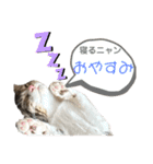 いたずらニャンコ（個別スタンプ：37）