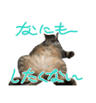 猫日和な猫屋敷スタンプⅡ（個別スタンプ：1）