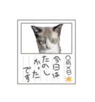 猫日和な猫屋敷スタンプⅡ（個別スタンプ：2）