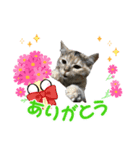 猫日和な猫屋敷スタンプⅡ（個別スタンプ：4）