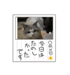 かわいいアイビーにゃん（個別スタンプ：5）