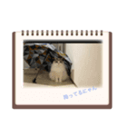 かわいいアイビーにゃん（個別スタンプ：8）
