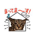 猫日和な猫屋敷スタンプ（個別スタンプ：1）