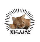 猫日和な猫屋敷スタンプ（個別スタンプ：2）