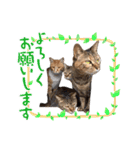 猫日和な猫屋敷スタンプ（個別スタンプ：3）