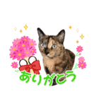 猫日和な猫屋敷スタンプ（個別スタンプ：4）