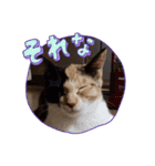 猫日和な猫屋敷スタンプ（個別スタンプ：5）