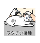 猫あるある（ぶち猫（白灰）／短毛）（個別スタンプ：9）