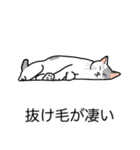 猫あるある（ぶち猫（白灰）／短毛）（個別スタンプ：13）