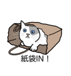 猫あるある（ぶち猫（白灰）／短毛）（個別スタンプ：20）