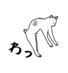 猫あるある（ぶち猫（白灰）／短毛）（個別スタンプ：21）