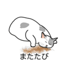 猫あるある（ぶち猫（白灰）／短毛）（個別スタンプ：25）