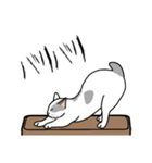 猫あるある（ぶち猫（白灰）／短毛）（個別スタンプ：28）