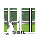 猫あるある（ぶち猫（白灰）／短毛）（個別スタンプ：40）