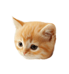 猫パン作ろ。【パン酵母】（個別スタンプ：1）