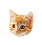 猫パン作ろ。【パン酵母】（個別スタンプ：29）