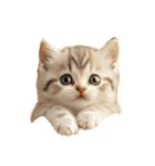 猫パン作ろ。【パン酵母】（個別スタンプ：33）