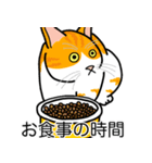 猫あるある（茶白猫／短毛）（個別スタンプ：3）