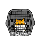 猫あるある（茶白猫／短毛）（個別スタンプ：8）