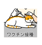 猫あるある（茶白猫／短毛）（個別スタンプ：9）