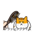 猫あるある（茶白猫／短毛）（個別スタンプ：12）