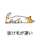 猫あるある（茶白猫／短毛）（個別スタンプ：13）