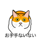 猫あるある（茶白猫／短毛）（個別スタンプ：19）