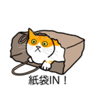 猫あるある（茶白猫／短毛）（個別スタンプ：20）