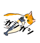 猫あるある（茶白猫／短毛）（個別スタンプ：24）