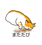 猫あるある（茶白猫／短毛）（個別スタンプ：25）