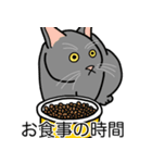 猫あるある（灰色猫／短毛）（個別スタンプ：3）