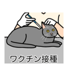 猫あるある（灰色猫／短毛）（個別スタンプ：9）