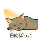 猫あるある（灰色猫／短毛）（個別スタンプ：16）