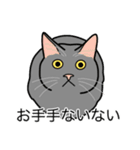 猫あるある（灰色猫／短毛）（個別スタンプ：19）